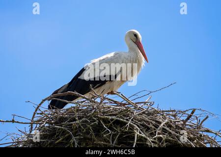 Ein sehr nahes Stück wunderschöner Störche in seinem Nest. Stockfoto