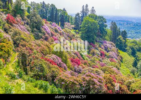 Der Rhododendronhügel im Park von Burcina „Felice Piacenza“, Provinz Biella, Piemont, Italien Stockfoto