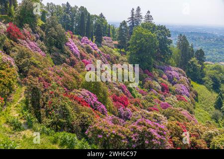 Der Rhododendronhügel im Park von Burcina „Felice Piacenza“, Provinz Biella, Piemont, Italien Stockfoto