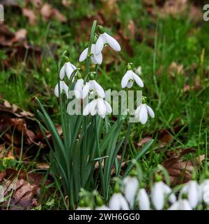 Eine Nahaufnahme von Schneeglöckchen Duffryn Woods, Mountain Ash Stockfoto