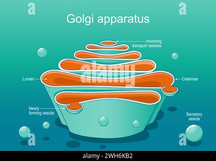 Die Struktur eines Golgi-Komplexes. Nahaufnahme der Golgi-Apparatebildung. Querschnitt der Zellorganelle. Abbildung des isometrischen flachen Vektors Stock Vektor