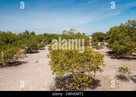 Malerische Aussicht auf Mangrovenbäume, die am Sandstrand des Mida Creek bei Ebbe in Waatamu, Malindi, Kenia wachsen Stockfoto