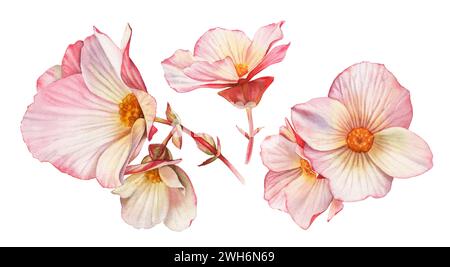 Rosafarbene Aquarellblumen. Sammlung von roten Blüten mit großen Blütenblättern. Farbenfrohe zarte Pflanze in pastellfarbener, lebendiger Farbe isoliert auf weiß. Realistisch Stockfoto