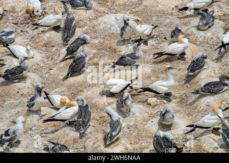 Das Nisten von australasischen Gannets (Morus Serrator) mit Jungen in Muriwai, Neuseeland Stockfoto