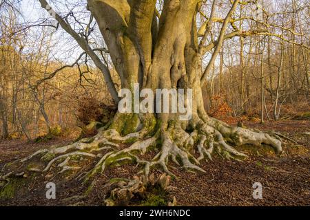 Alte Buche im Wald von Mereworth Kent Stockfoto