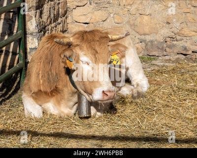 Braune Kuh aus den Pyrenäen, ausgestellt auf der Messe Ainsa Huesca. Die Jersey-Kuh wird auf einer Kreismesse mitgenommen, wo sie am Wettbewerb teilgenommen hat. Stockfoto