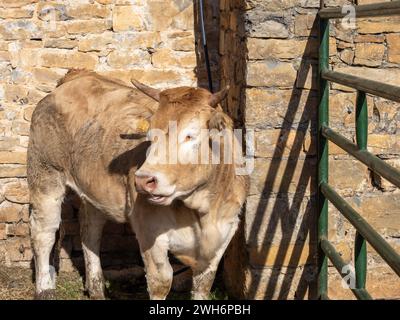 Braune Kuh aus den Pyrenäen, ausgestellt auf der Messe Ainsa Huesca. Die Jersey-Kuh wird auf einer Kreismesse mitgenommen, wo sie am Wettbewerb teilgenommen hat. Stockfoto