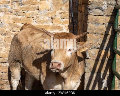 Braune Kuh aus den Pyrenäen, ausgestellt auf der Messe Ainsa Huesca. Die Jersey-Kuh wird auf einer Kreismesse mitgenommen, wo sie am Wettbewerb teilgenommen hat. Stockfoto