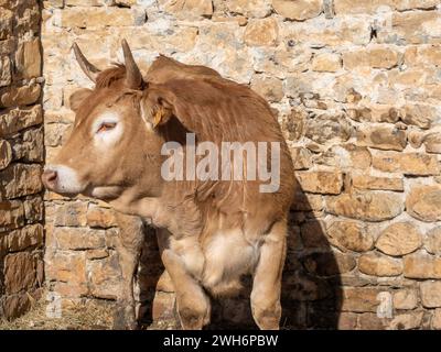 Braune Kuh aus den Pyrenäen, ausgestellt auf der Messe Ainsa Huesca. Die Jersey-Kuh wird auf einer Kreismesse mitgenommen, wo sie am Wettbewerb teilgenommen hat. Stockfoto