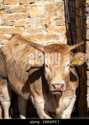 Braune Kuh aus den Pyrenäen, ausgestellt auf der Messe Ainsa Huesca. Die Jersey-Kuh wird auf einer Kreismesse mitgenommen, wo sie am Wettbewerb teilgenommen hat. Stockfoto