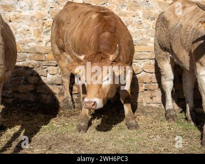 Braune Kuh aus den Pyrenäen, ausgestellt auf der Messe Ainsa Huesca. Die Jersey-Kuh wird auf einer Kreismesse mitgenommen, wo sie am Wettbewerb teilgenommen hat. Stockfoto