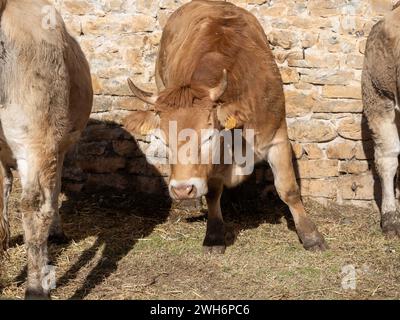 Braune Kuh aus den Pyrenäen, ausgestellt auf der Messe Ainsa Huesca. Die Jersey-Kuh wird auf einer Kreismesse mitgenommen, wo sie am Wettbewerb teilgenommen hat. Stockfoto