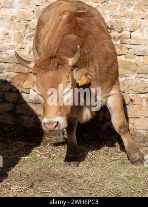 Braune Kuh aus den Pyrenäen, ausgestellt auf der Messe Ainsa Huesca. Die Jersey-Kuh wird auf einer Kreismesse mitgenommen, wo sie am Wettbewerb teilgenommen hat. Stockfoto