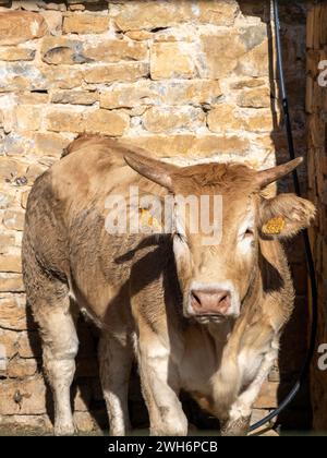 Braune Kuh aus den Pyrenäen, ausgestellt auf der Messe Ainsa Huesca. Die Jersey-Kuh wird auf einer Kreismesse mitgenommen, wo sie am Wettbewerb teilgenommen hat. Stockfoto