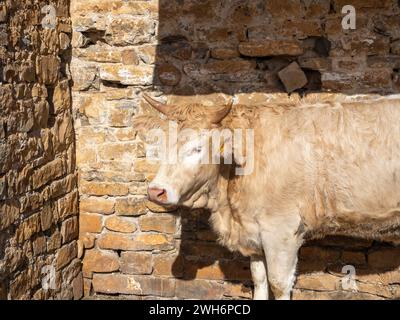 Braune Kuh aus den Pyrenäen, ausgestellt auf der Messe Ainsa Huesca. Die Jersey-Kuh wird auf einer Kreismesse mitgenommen, wo sie am Wettbewerb teilgenommen hat. Stockfoto