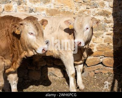 Braune Kuh aus den Pyrenäen, ausgestellt auf der Messe Ainsa Huesca. Die Jersey-Kuh wird auf einer Kreismesse mitgenommen, wo sie am Wettbewerb teilgenommen hat. Stockfoto