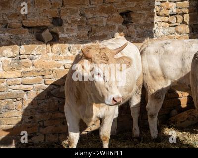 Braune Kuh aus den Pyrenäen, ausgestellt auf der Messe Ainsa Huesca. Die Jersey-Kuh wird auf einer Kreismesse mitgenommen, wo sie am Wettbewerb teilgenommen hat. Stockfoto