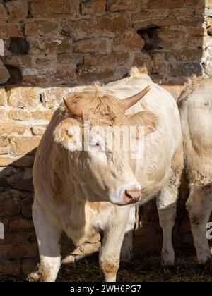 Braune Kuh aus den Pyrenäen, ausgestellt auf der Messe Ainsa Huesca. Die Jersey-Kuh wird auf einer Kreismesse mitgenommen, wo sie am Wettbewerb teilgenommen hat. Stockfoto