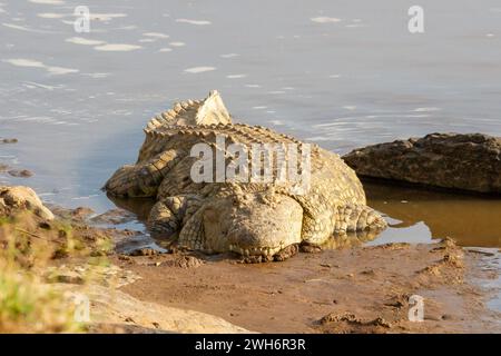 Ein Nil-Krokodil, Crocodylus niloticus, liegt am Ufer des Mara-Flusses. Masai Mara, Kenia, Afrika, Stockfoto