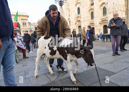 Protest der Bauern in Italien auf dem Domplatz Mailand mit der Kuh Ercolina Stockfoto