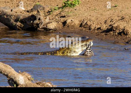 Ein Nil-Krokodil, Crocodylus niloticus, feiert während der jährlichen Migration auf einem Zebra im Fluss Mara. Masai Mara, Kenia, Afrika, Stockfoto