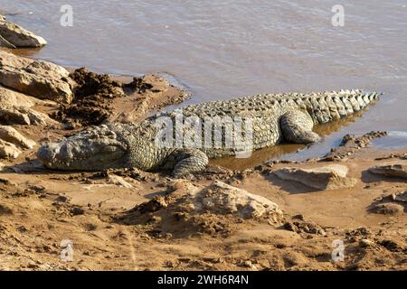 Ein Nil-Krokodil, Crocodylus niloticus, liegt am Ufer des Mara-Flusses. Masai Mara, Kenia, Afrika, Stockfoto