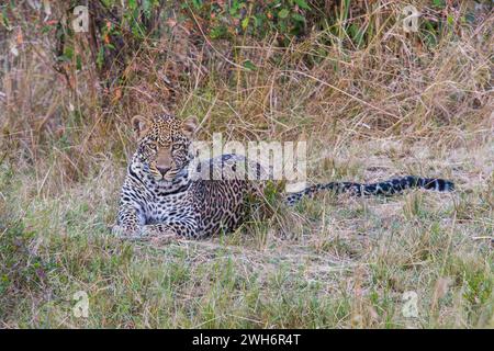 Afrikanischer Leopard, Panthera pardus pardus, Masai Mara, Kenia, Afrika, Stockfoto