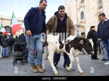 Protest der Bauern in Italien auf dem Domplatz Mailand mit der Kuh Ercolina Stockfoto