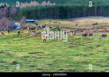 Eine Vielzahl von Tieren, die auf üppig grünem Gras auf einem Feld weiden Stockfoto