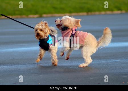 Zwei Hunde tummeln sich spielerisch, während ihre Besitzer sich unterhalten, während sie ihre Hunde auf Hoe Promenade, Plymouth, Devon, im Dezember 2023 trainieren. Stockfoto
