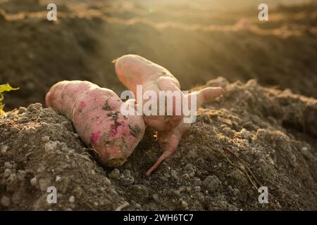 Süßkartoffelprodukte am Boden werden frisch aus dem traditionellen Anbau Indonesiens geerntet Stockfoto