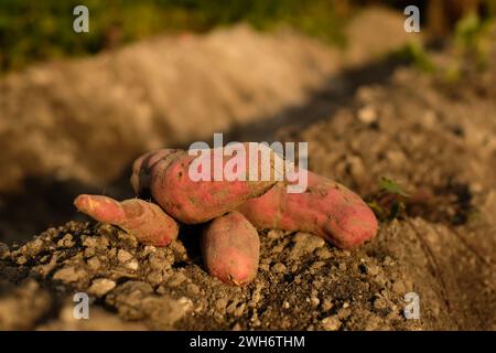 Süßkartoffelprodukte am Boden werden frisch aus dem traditionellen Anbau Indonesiens geerntet Stockfoto