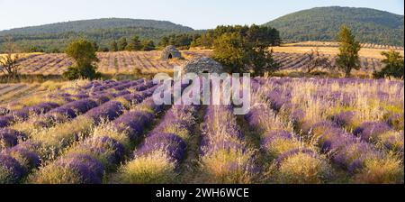 Lavendelfeld der Provence mit Steinhütte (borie) in der Nähe von Ferrassieres. Panoramablick im Sommer im regionalen Naturpark Baronnies Provencales, Drome, Frankreich Stockfoto