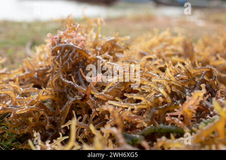 Trocknung von Algen. Die geernteten Algen werden vor dem Verkauf in der Sonne getrocknet oder abgetrocknet. Stockfoto