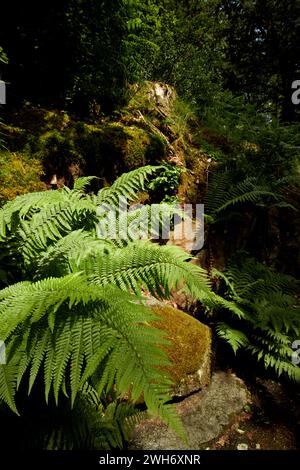 Farn wächst in einem Wald im Lake District, Cumbria England Großbritannien Stockfoto