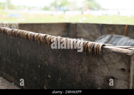 Reihen von Angelhaken in Holzkisten zum Fangen von Fischen Stockfoto