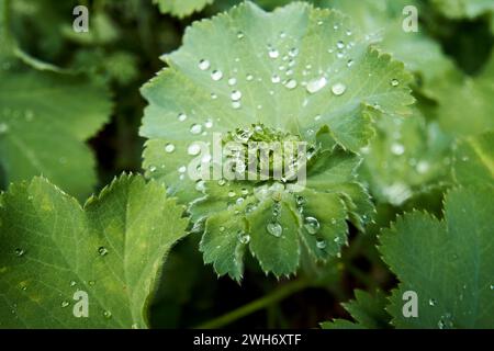 Regentropfen sammeln sich auf Blättern in einem Wald im Seengebiet cumbria england großbritannien Stockfoto