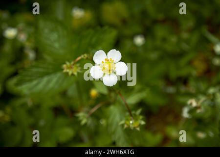 Einzelne Blume der wilden Erdbeerpflanze fragaria vesca im Waldseebezirk cumbria england großbritannien Stockfoto