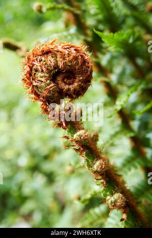 Junger Fiddlestickfarn wächst in einem Wald im Seengebiet cumbria england großbritannien Stockfoto