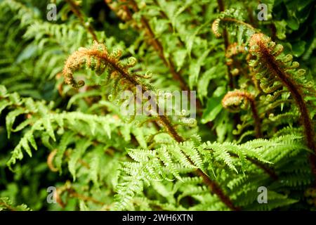 Farne, die mit fiddlehead-Fronds in einem Wald im Seengebiet cumbria england, großbritannien, wachsen Stockfoto