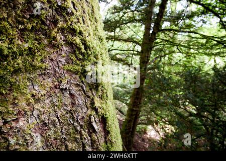 moos wächst auf der Nordseite eines Mammutbaumbaums im Wald im Seengebiet cumbria england großbritannien Stockfoto