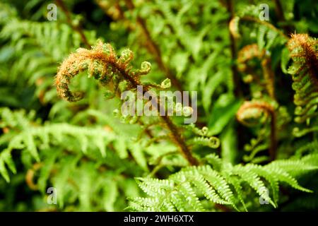 farn wächst mit fiddlehead-Fronden in einem Wald im Seengebiet cumbria england großbritannien Stockfoto