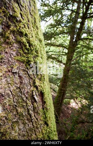 moos wächst auf der Nordseite eines Mammutbaumbaums im Wald im Seengebiet cumbria england großbritannien Stockfoto