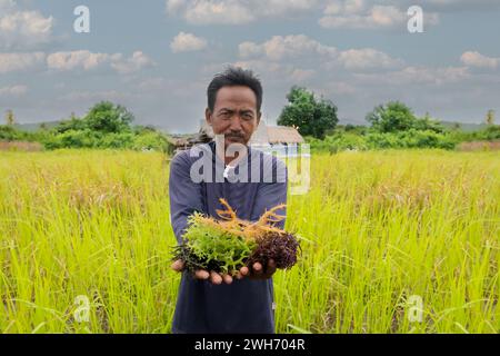 Lampung, Indonesien, 10. April 2023: Algenzüchter hält eine Handvoll frischer Algen am Strand auf der Farm. Der Algenanbau ist eine der Lebensgrundlagen von Stockfoto