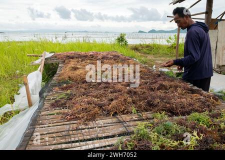 Lampung, Indonesien, 10. April 2023: Ein Algenzüchter trocknet die geernteten Algen in der Sonne, bevor er verkauft. Der Algenanbau ist einer der Lebensgrundlagen Stockfoto