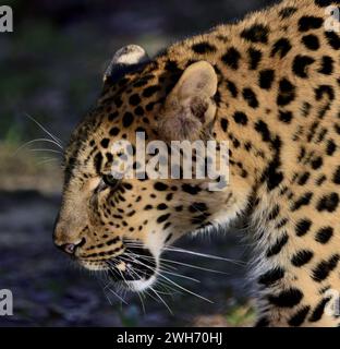 Ein männlicher Amur Leopard im Dartmoor Zoo Park, Devon. Stockfoto