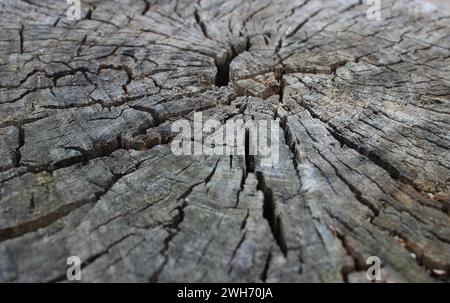 Rissmuster an der Schnittfläche eines Holzholzholzblatts Stockfoto