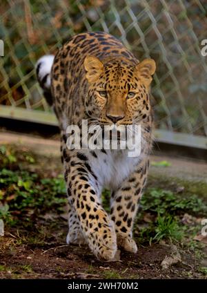 Ein männlicher Amur Leopard im Dartmoor Zoo Park, Devon. Stockfoto