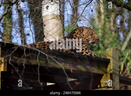 Ein männlicher Amur Leopard im Dartmoor Zoo Park, Devon. Stockfoto