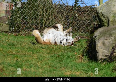 Ein männlicher Amur-Tiger im Dartmoor Zoo Park, Devon. Stockfoto